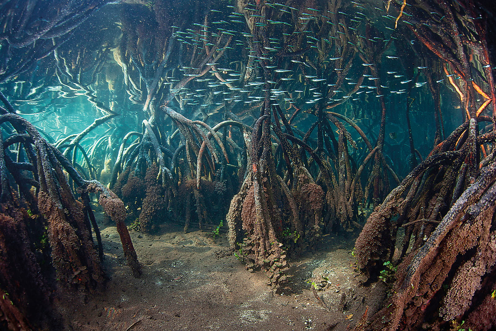 Entangled roots underwater and their reflection